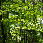Forêt Mandallaz