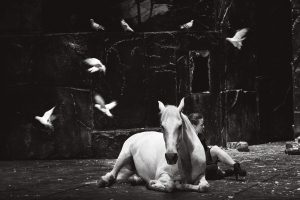 Falaise Pièce en blanc et noir pour huit humains, un cheval et des oiseaux - Cie Baro d'Evel, Camille Decourtye & Blaï Mateu Trias