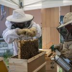 atelier : les abeilles