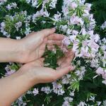 Ecomusée du Lac d'Annecy