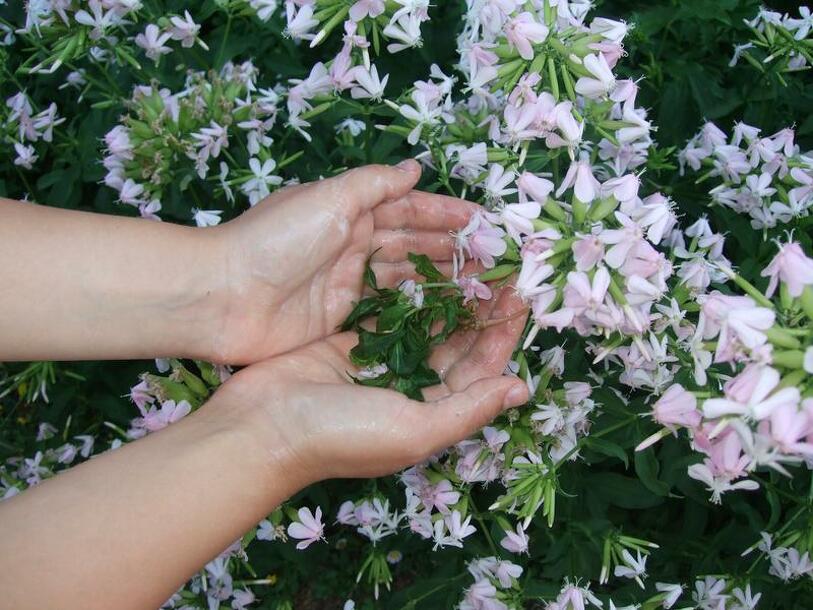 Visite animée : Images, Parfums, Saveurs et matières d'autrefois