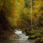 Le Nom en automne