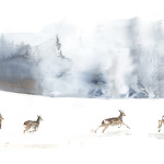 Exposition "Grandeur Nature"