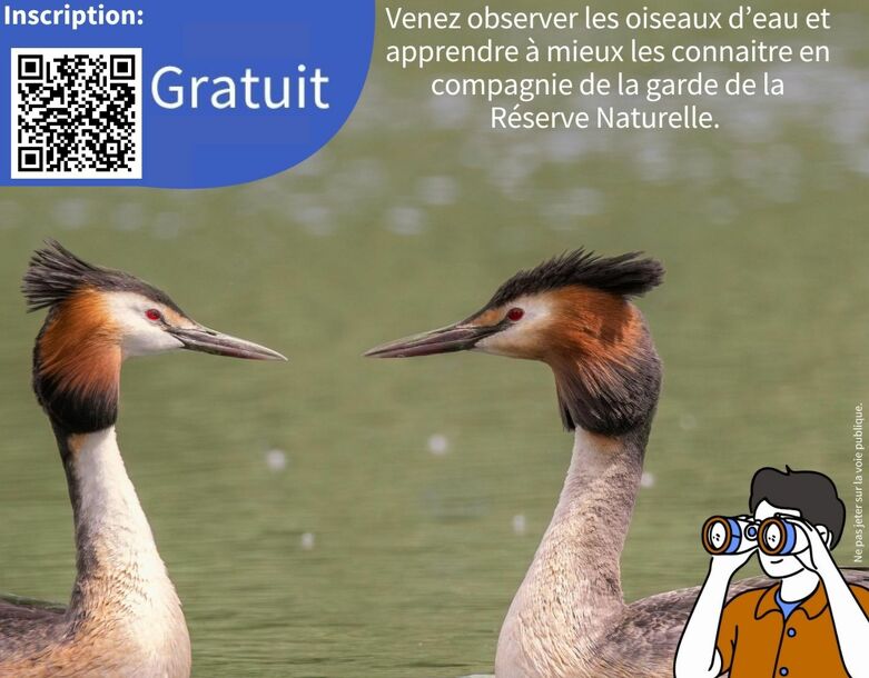 Sortie : Oiseaux d'eau