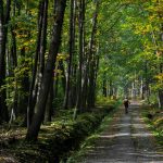 Itinéraire vtt en forêt