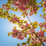 Floraison des cerisiers