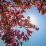Floraison des cerisiers