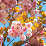 Floraison des cerisiers