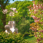 Floraison des cerisiers