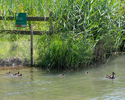 Famille de canards aux abords de la réserve